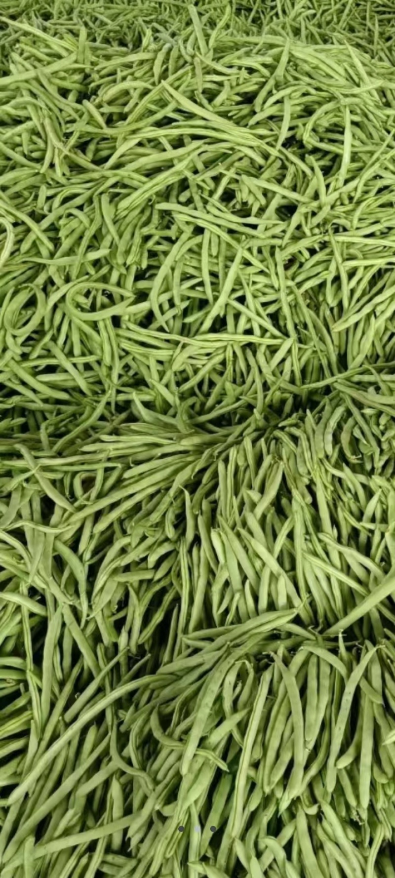 【热】山西四季豆应县扁豆白无丝品种齐全产地直发欢迎来电咨询