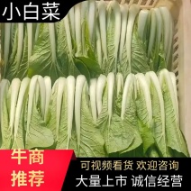 南通叶菜江苏小白菜，奶白菜，毛白菜产地一手货源大量供应