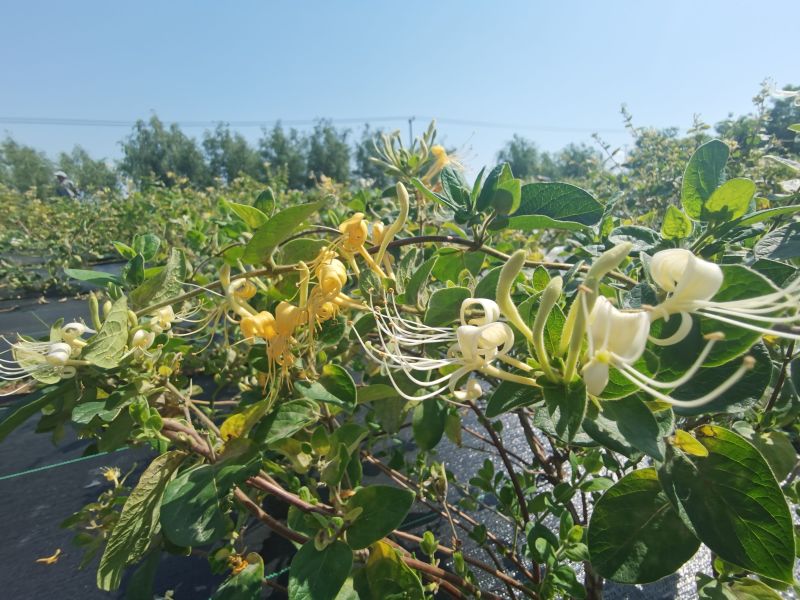 金银花