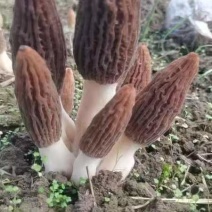 羊肚菌