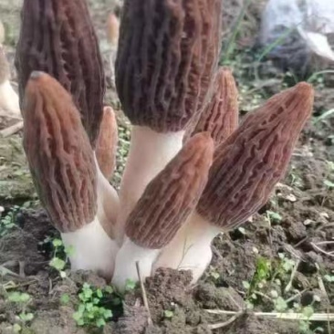 羊肚菌