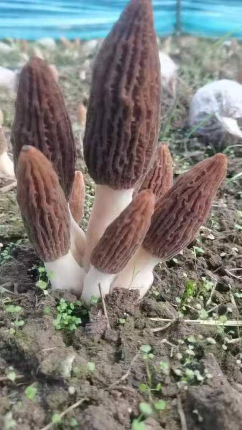羊肚菌