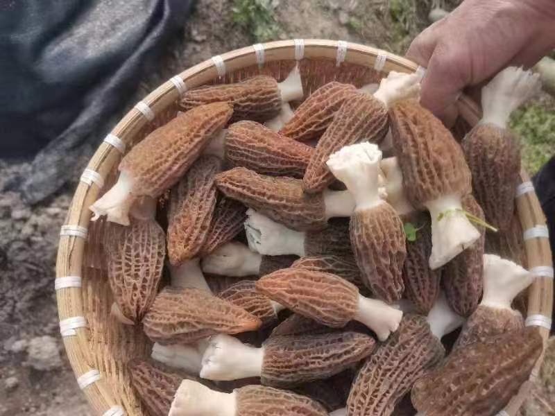 羊肚菌