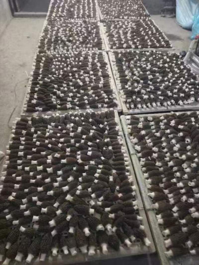 羊肚菌