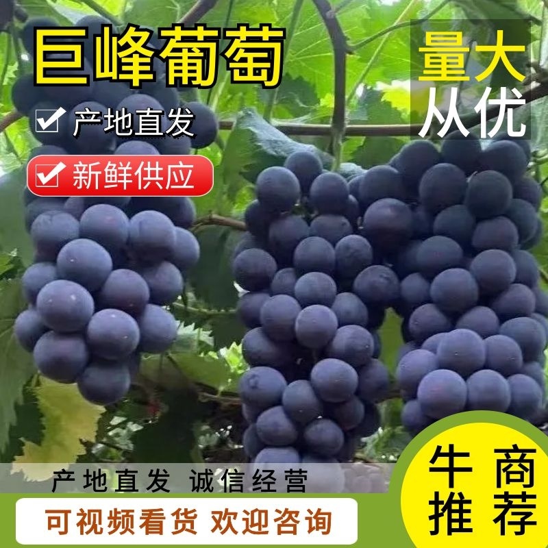 辽宁葡萄营口巨峰葡萄品种齐全一手货源欢迎来电咨询订购