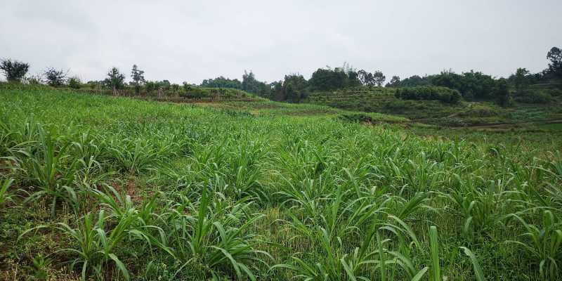 四川高蛋白牧草【芦甘草种苗】人工采摘对接全国，透明交易