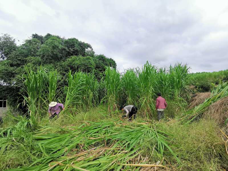 四川高蛋白牧草【芦甘草种苗】人工采摘对接全国，透明交易