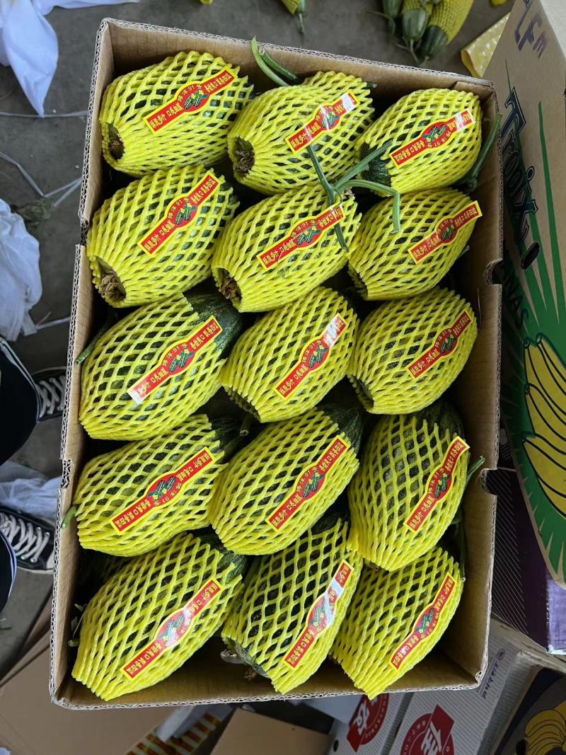 河北甜瓜青县博洋甜瓜产地直发货源充足欢迎来电咨询订
