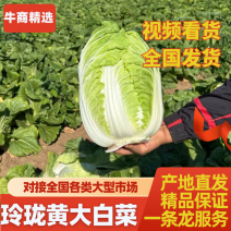 玲珑黄大白菜，精品供应，大量上市中，一手货源代发全国