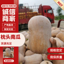 陕西城固南瓜枕头南瓜大量现货供应诚信报价