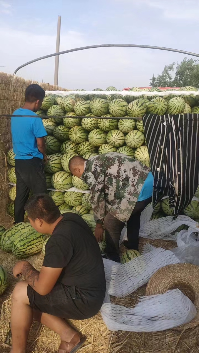 宁夏金花西瓜一手货源产地直销诚信经营一条龙