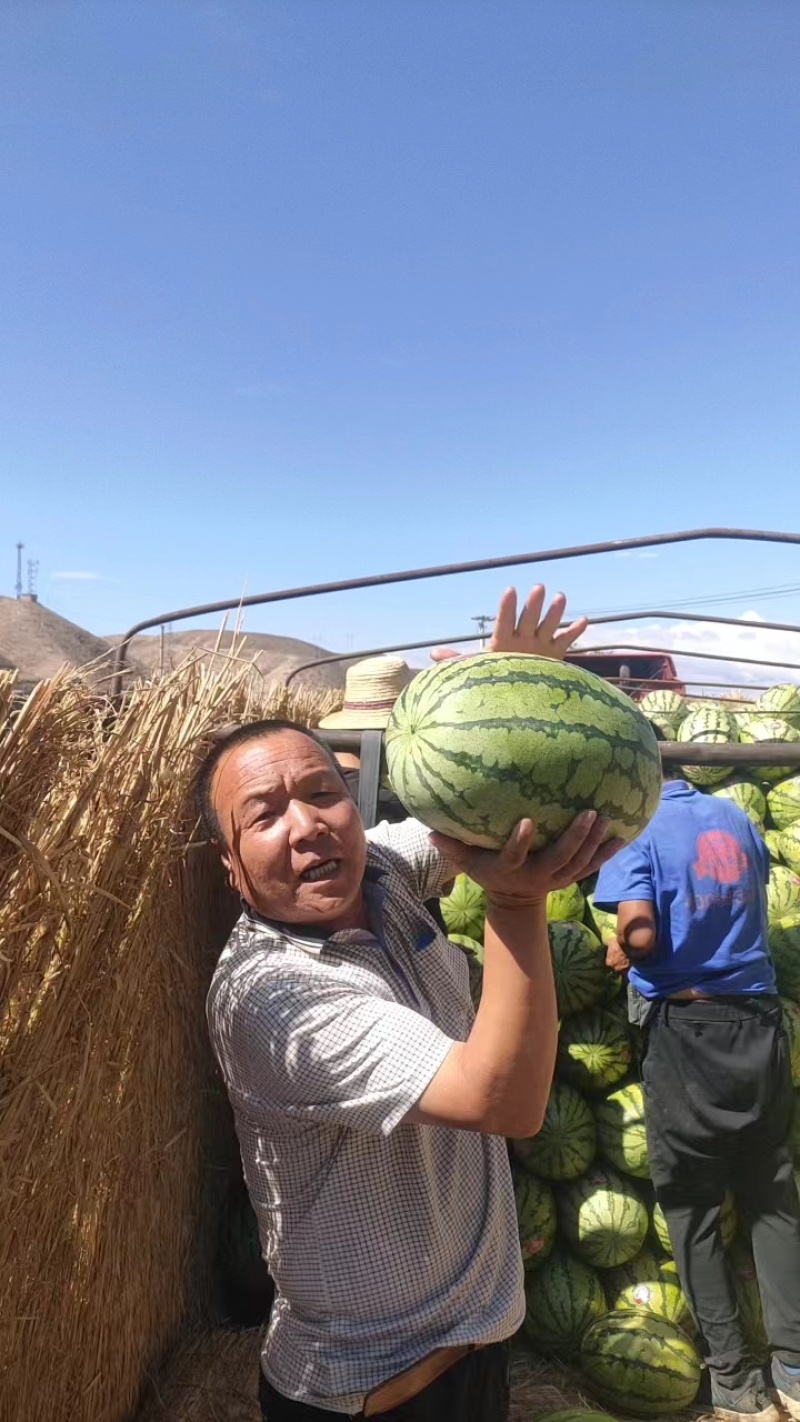 宁夏金花西瓜一手货源产地直销诚信经营一条龙