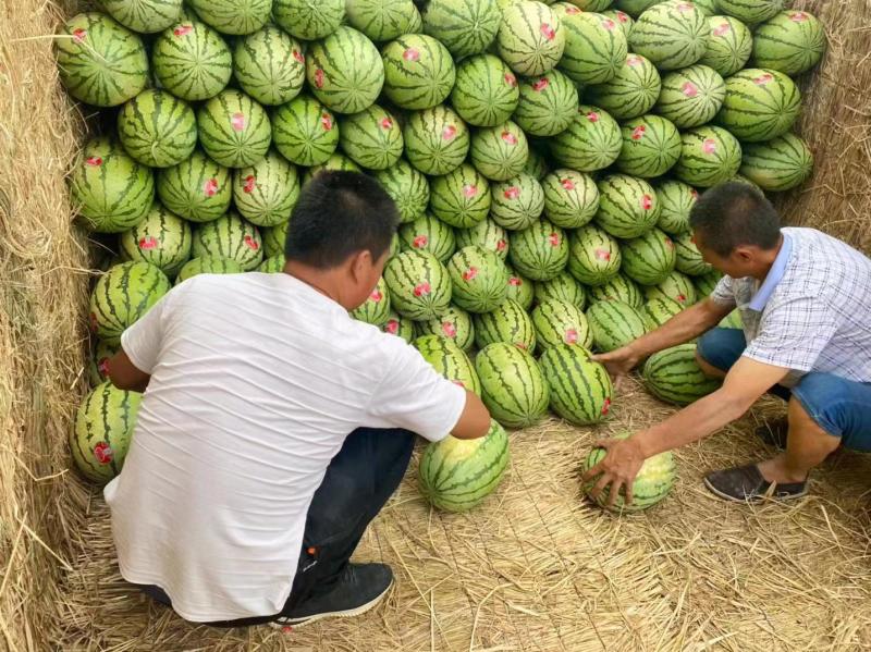 宁夏金花西瓜一手货源产地直销诚信经营一条龙