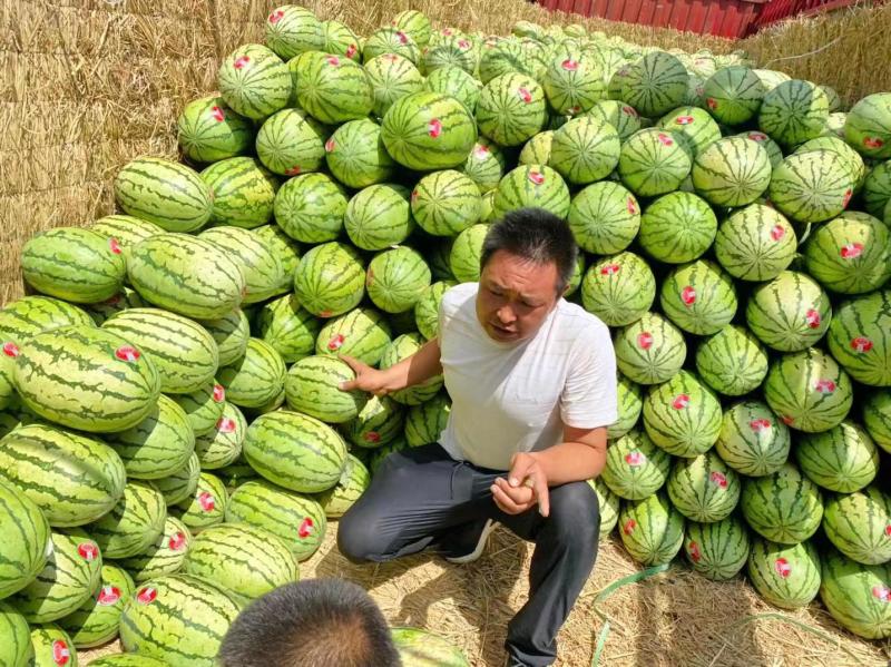 宁夏金花西瓜一手货源产地直销诚信经营一条龙