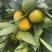 【产地直供】云南高山蜜橘全国供应一手货源提供一条龙服务