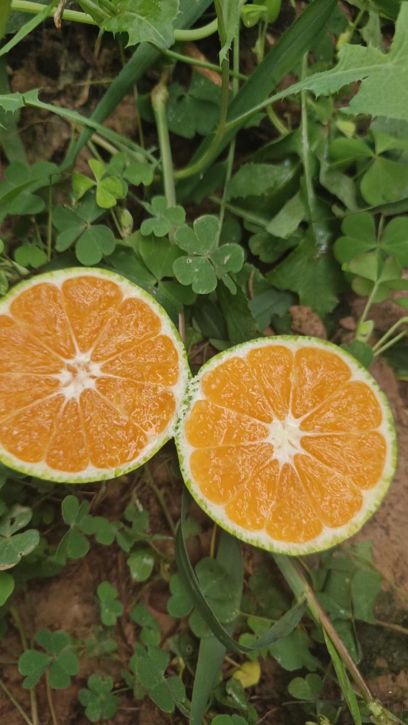 【产地一条龙服务】云南蜜橘大量供应价格优惠全国代发欢迎电联
