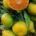 【对接全国市场】云南蜜橘上市品质保障视频看货价格可来电详谈