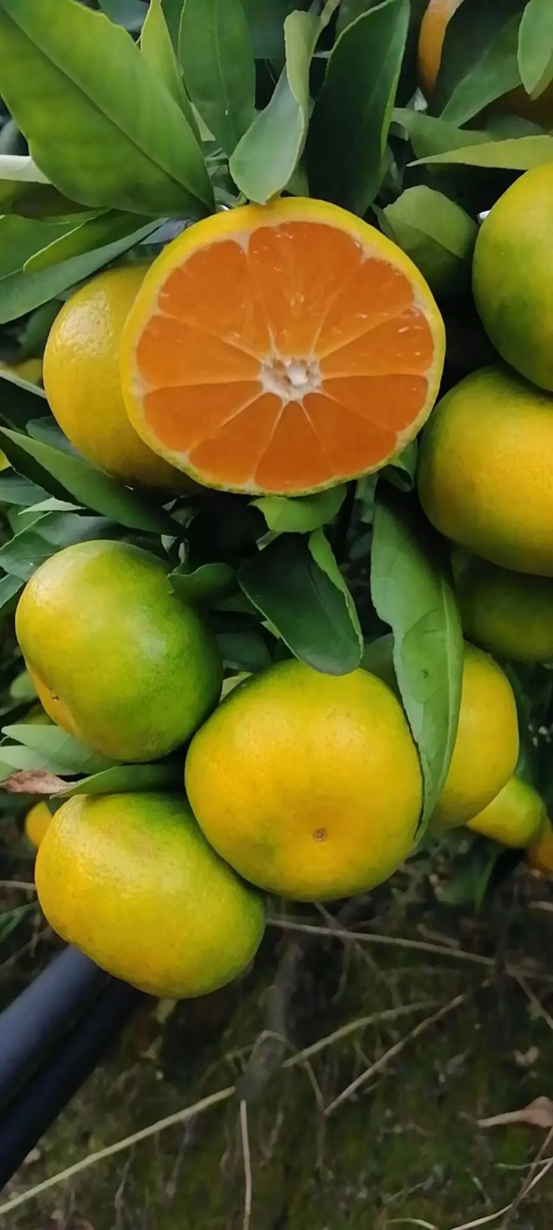 【对接全国市场】云南蜜橘上市品质保障视频看货价格可来电详谈