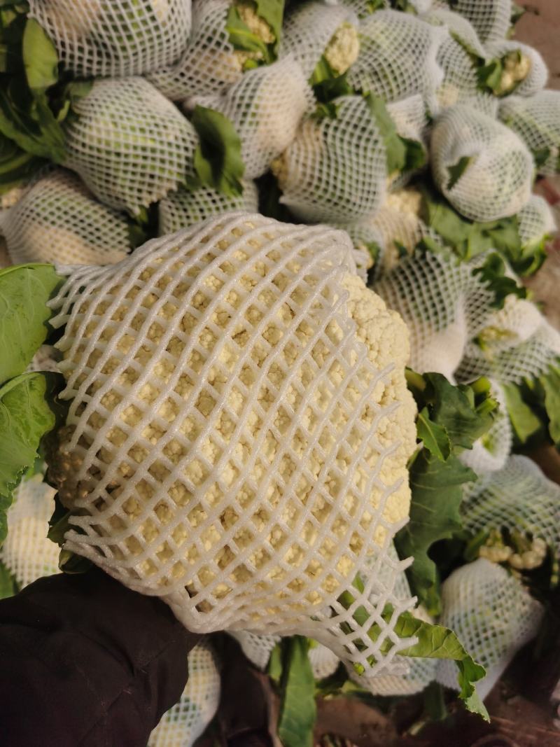 【荐】精品菜花量大质优物美价廉一条龙服务欢迎考察洽谈