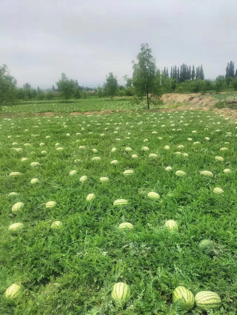 宁夏硒砂瓜石头瓜大量供应产地直发量大从优欢迎电联