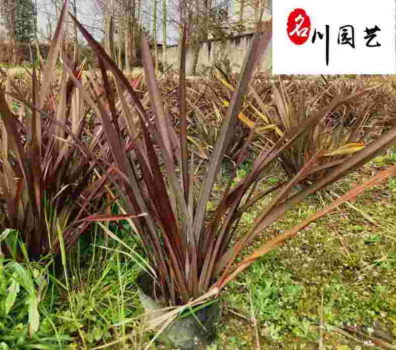 新西兰剑麻批发金边剑麻四川新西兰剑麻贵州新西兰剑麻
