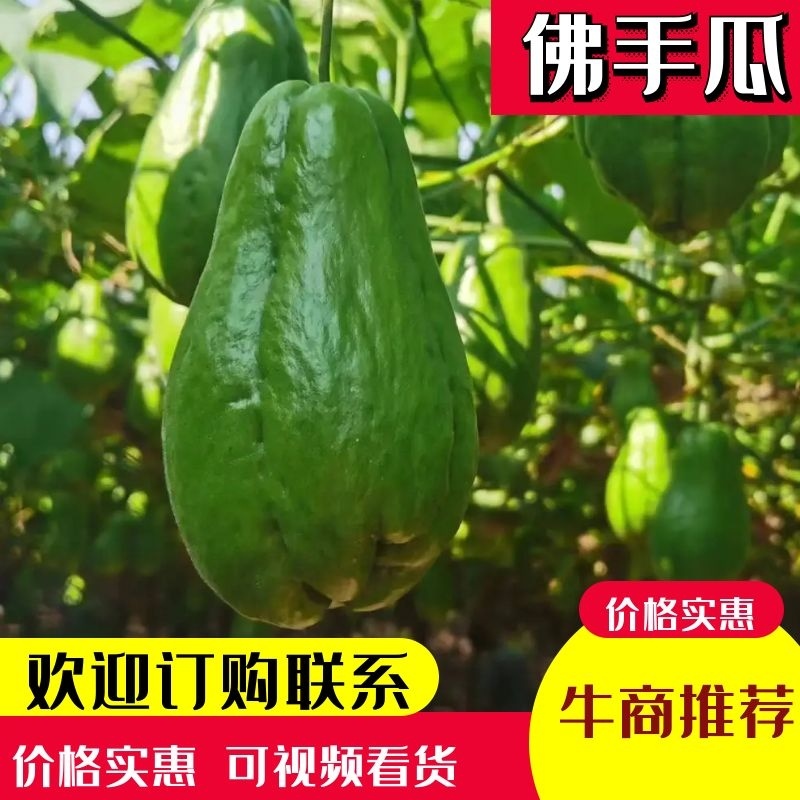 淄博精品佛手瓜洋瓜产地货源质量保障价格优惠欢迎来电