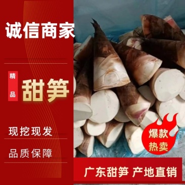 广东水果甜笋！通货！低温储存！全程冷链运输，包送货上门！