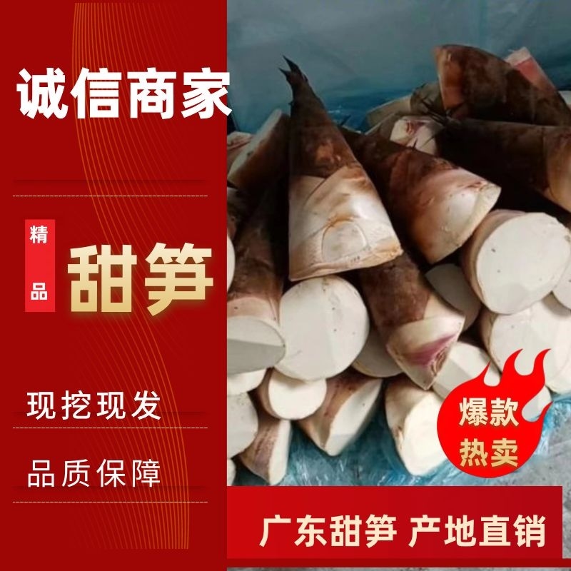 广东水果甜笋！通货！低温储存！全程冷链运输，包送货上门！