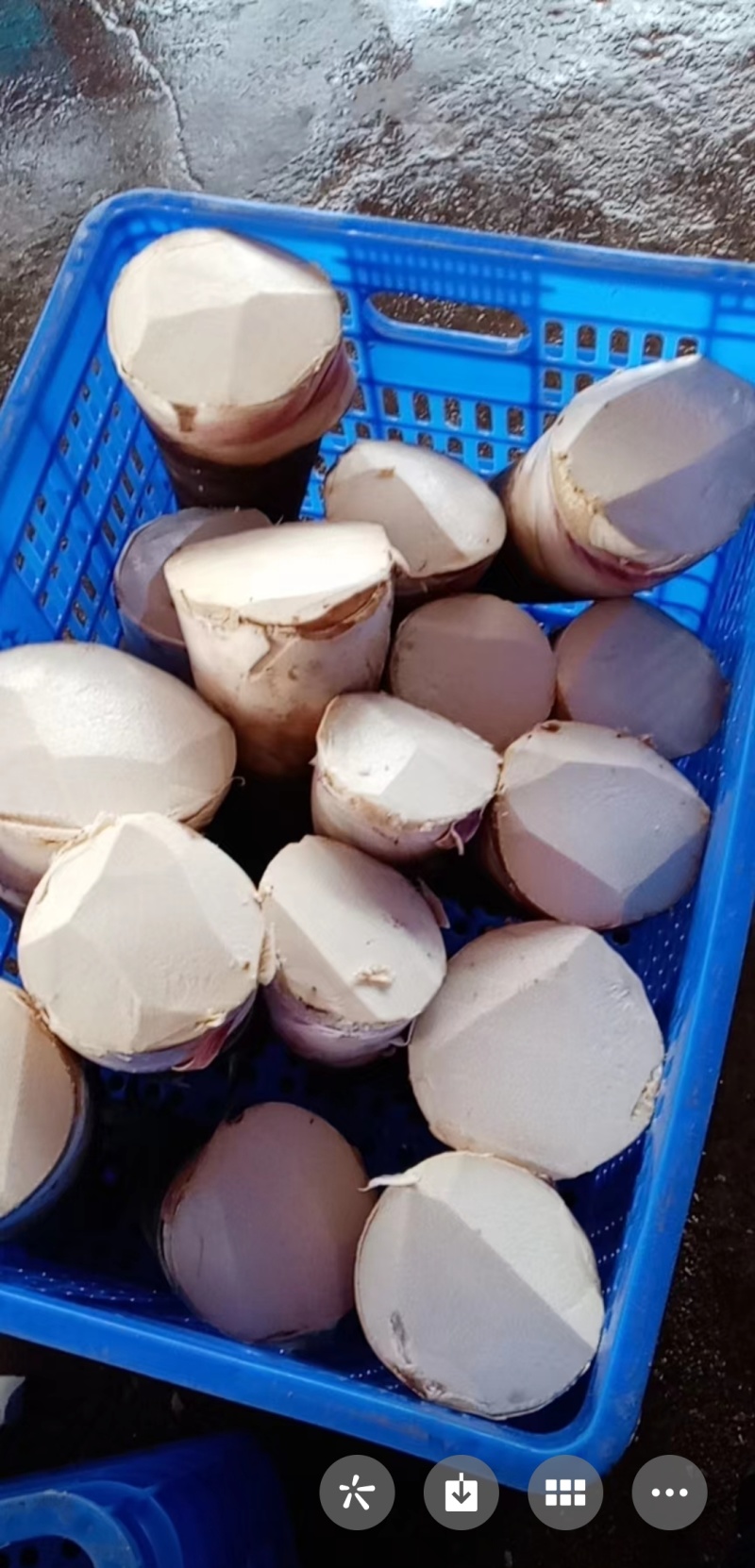 广东水果甜笋品质保证个头均匀质优价廉欢迎来电