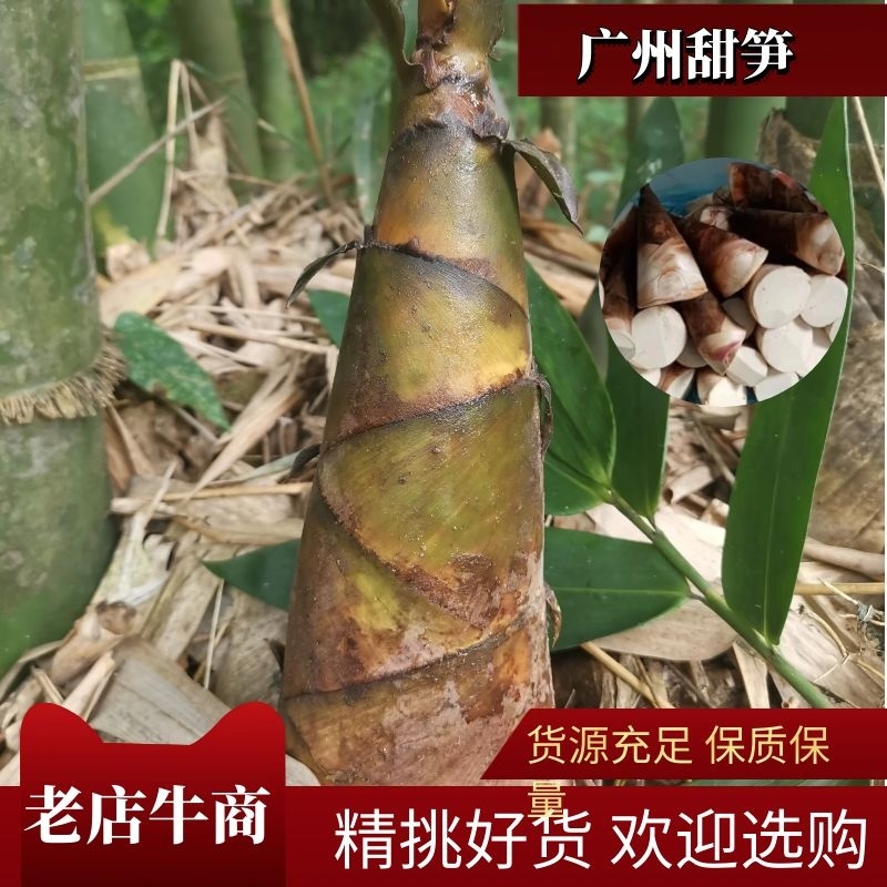 广东水果甜笋品质保证个头均匀质优价廉欢迎来电
