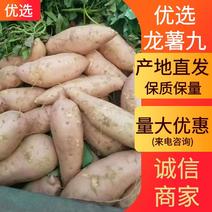 河南红薯龙薯九等多种红薯已经大量上市欢迎新老客户订购