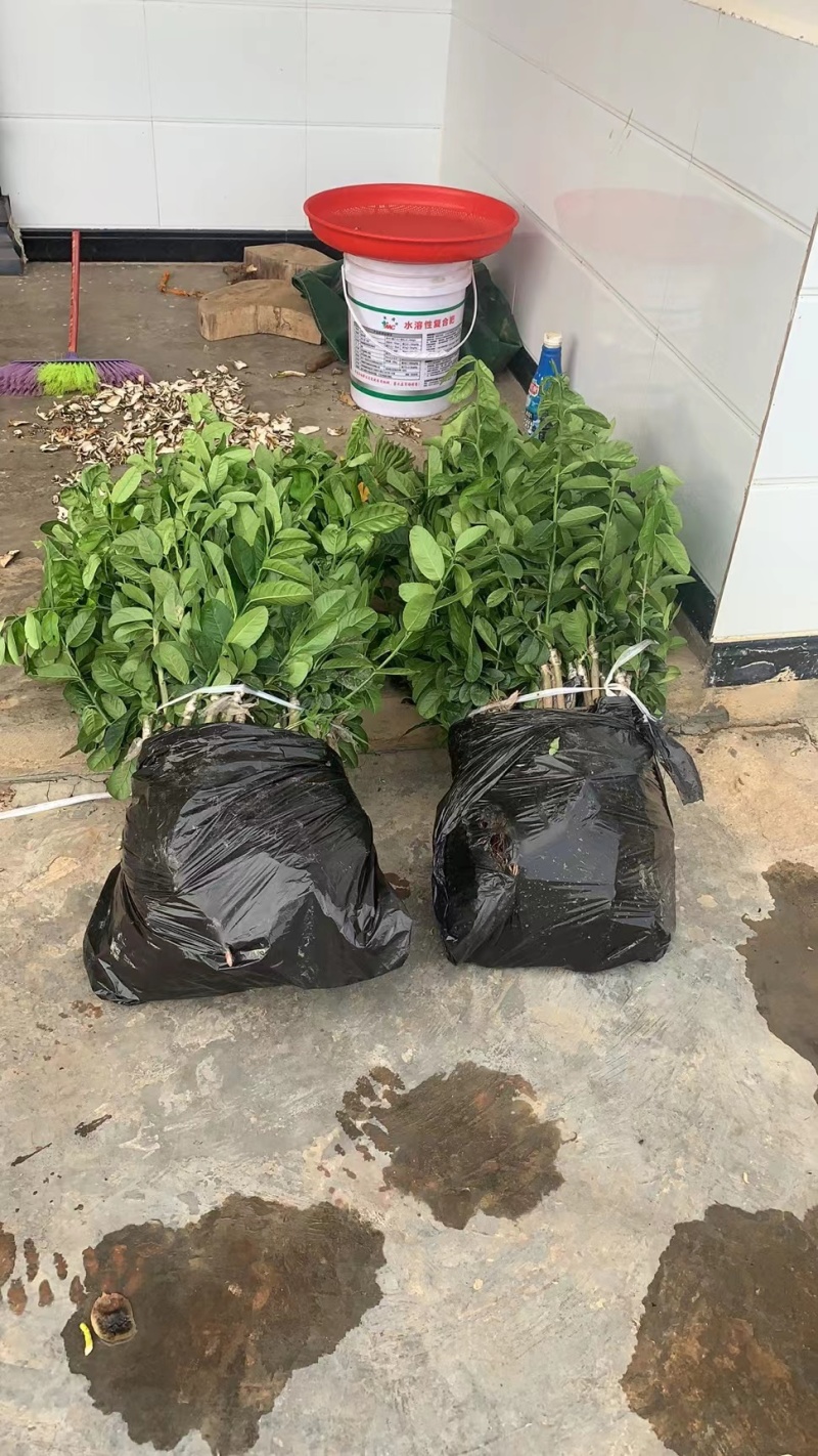 云南香橼苗，云南香橼佛手种植繁育基地