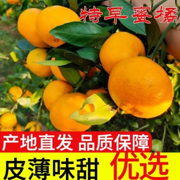 特早蜜橘大量上市果园现摘现发对接电商市场等