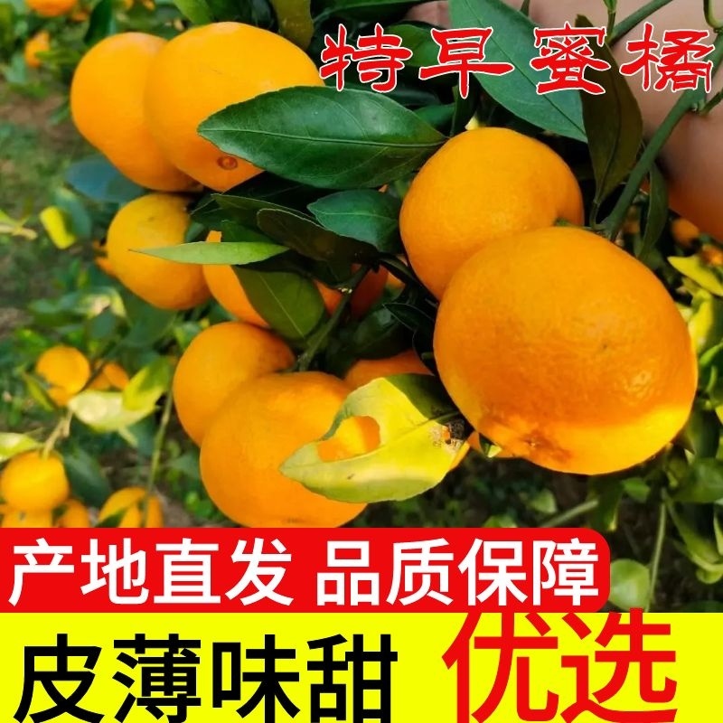 特早蜜橘大量上市果园现摘现发对接电商市场等