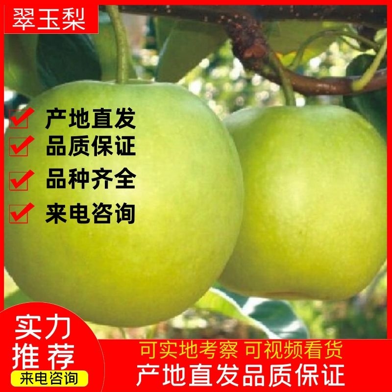 精品皇冠，圆黄，皇冠，产地直销，大量现货，需要的老板联系