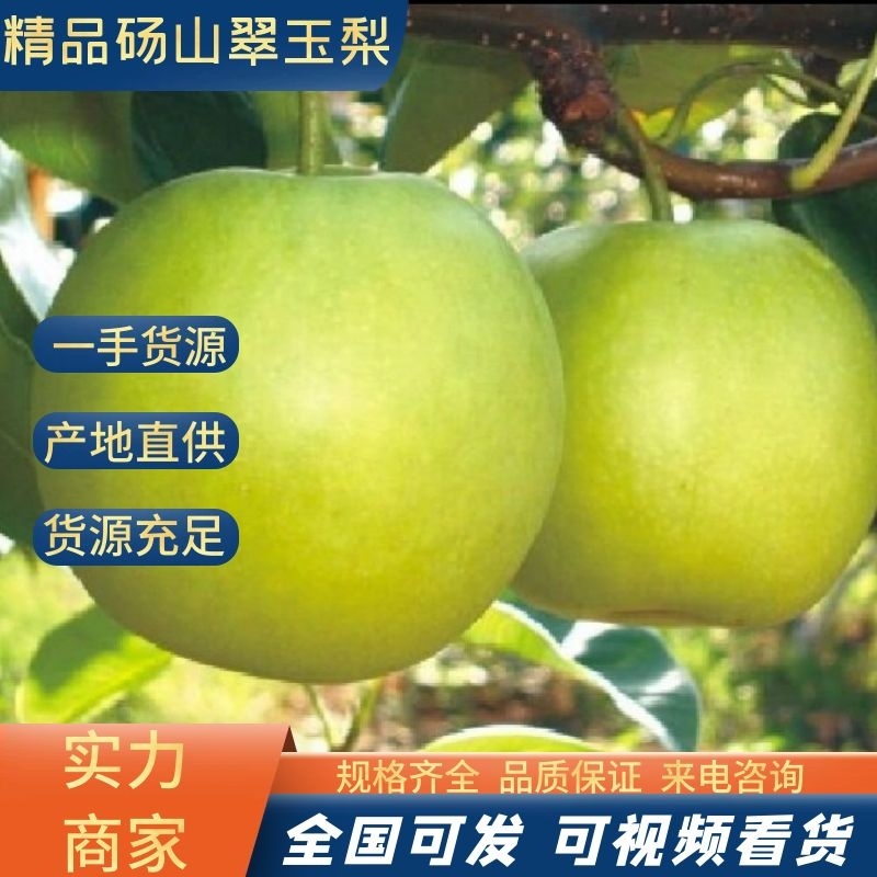【精品甄选】安徽砀山翠玉梨，产地自发，大量现货，
