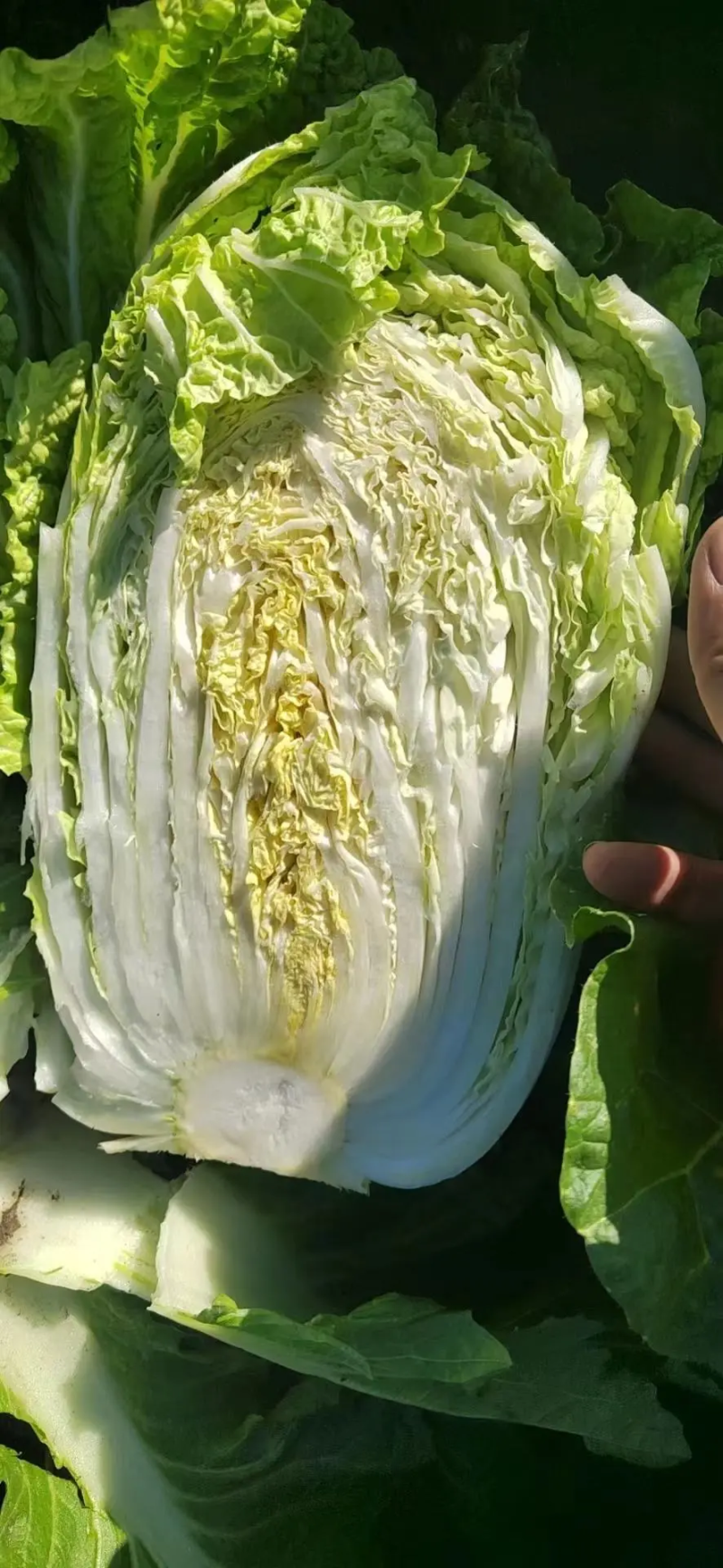 吉林白城精品黄心白菜对接加工厂泡菜厂5斤以上净菜