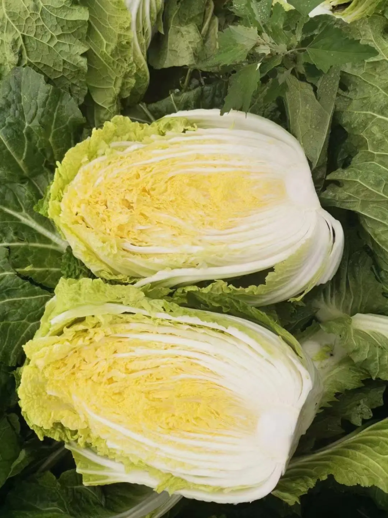 吉林白城精品黄心白菜对接加工厂泡菜厂5斤以上净菜