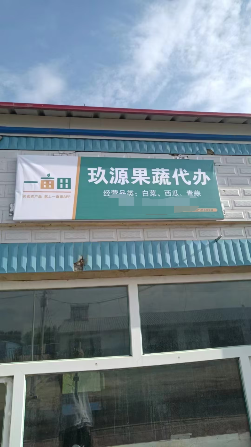 吉林白城精品黄心白菜对接加工厂泡菜厂5斤以上净菜