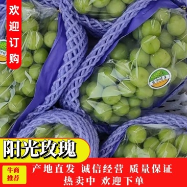 阳光玫瑰葡萄，河北衡水阳光玫瑰葡萄，质优价廉保质保量