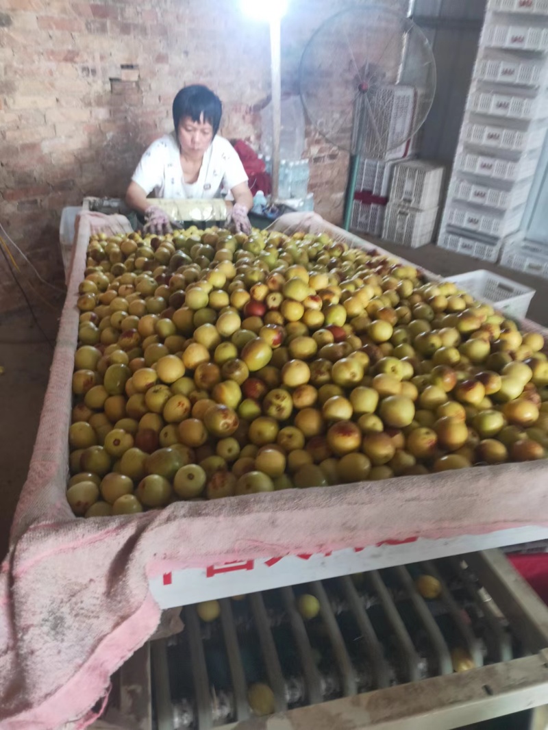 沾化冬枣无激素，脆甜多汁