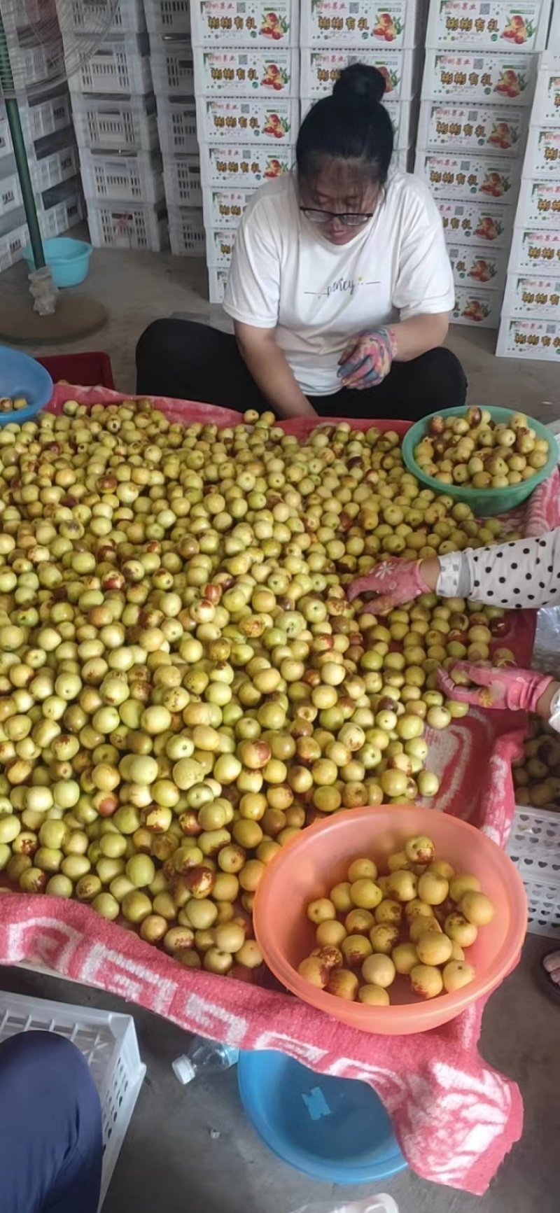 沾化冬枣无激素，脆甜多汁