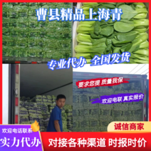 【常年有货】山东上海青优质小油菜对接市场商超电商全国发货