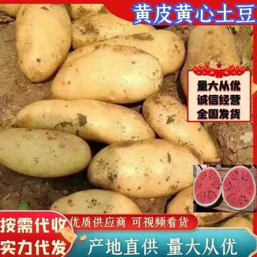 【实力】精品新土豆黄心土豆大量上市，质量保证。产地现
