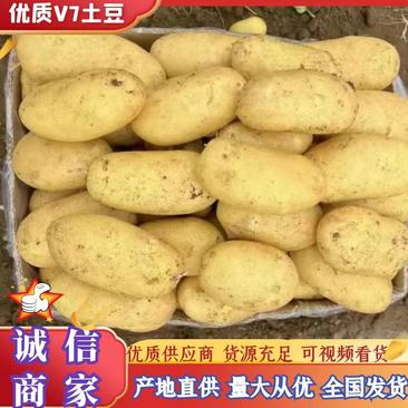 【实力】优质土豆V7土豆产地直发质量保证诚信经营