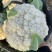 有机松花菜白面青梗散花小米粒菜花代收代发代加工全国