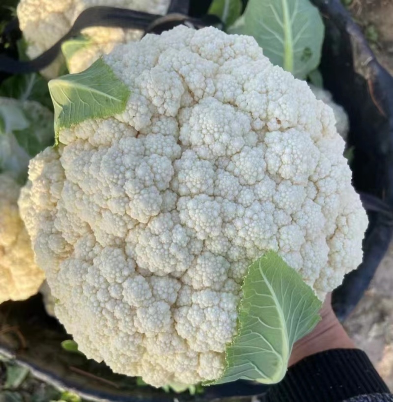 有机松花菜白面青梗散花小米粒菜花代收代发代加工全国