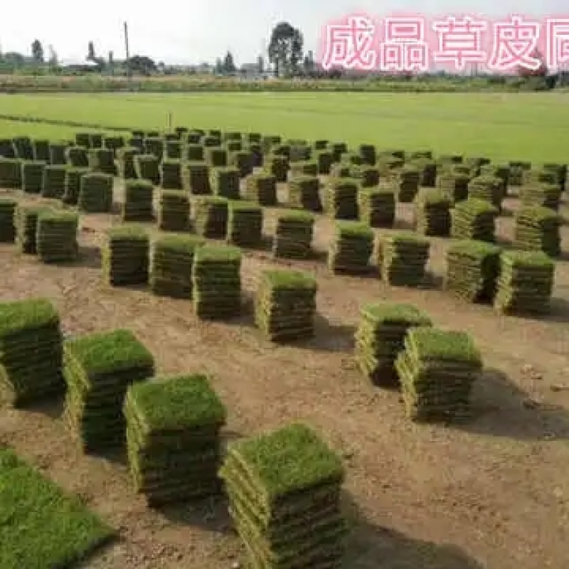 披碱草种子碱茅草耐旱耐盐碱草种子多年生护坡草籽固土抗风沙