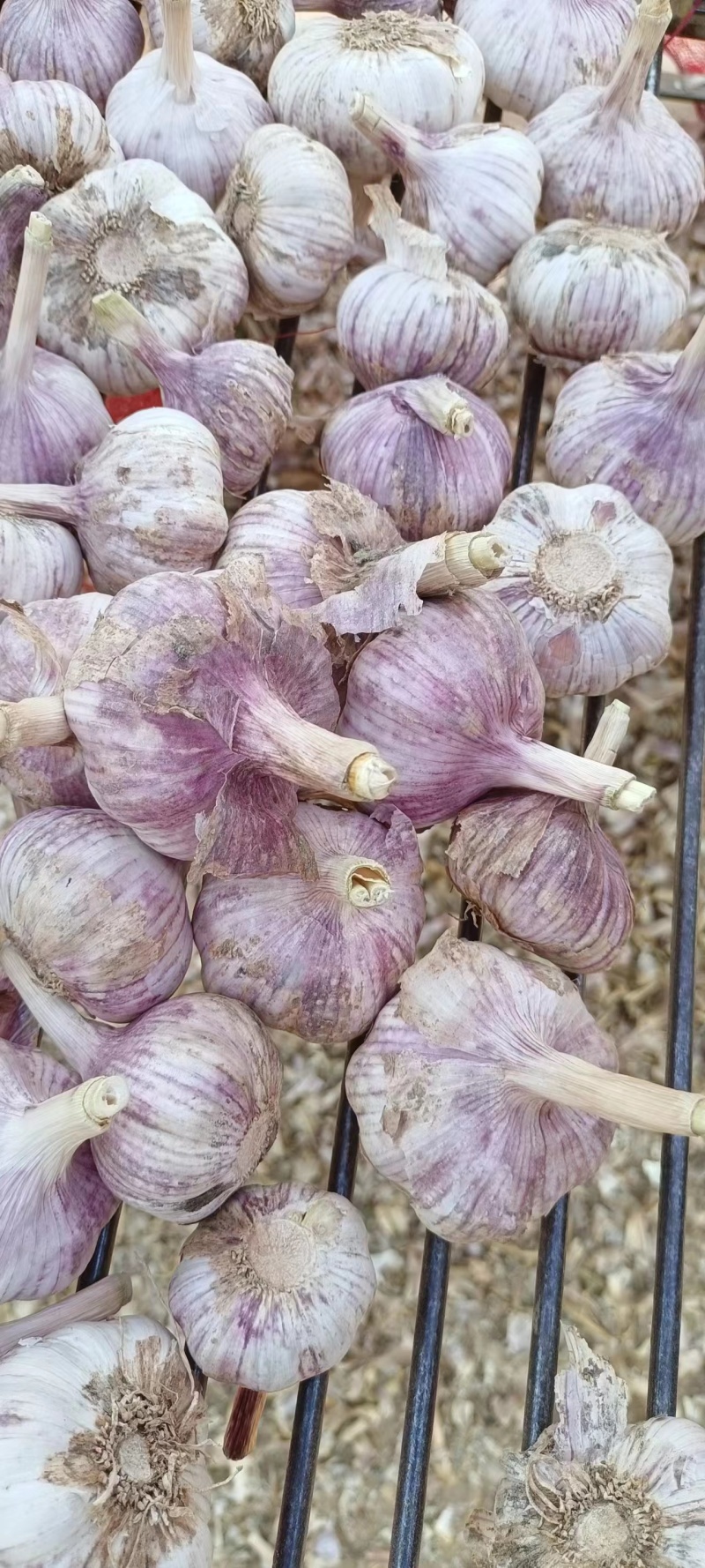 【推荐】山东紫皮大蒜，蒜种，颗颗饱满货源充足，物优价廉
