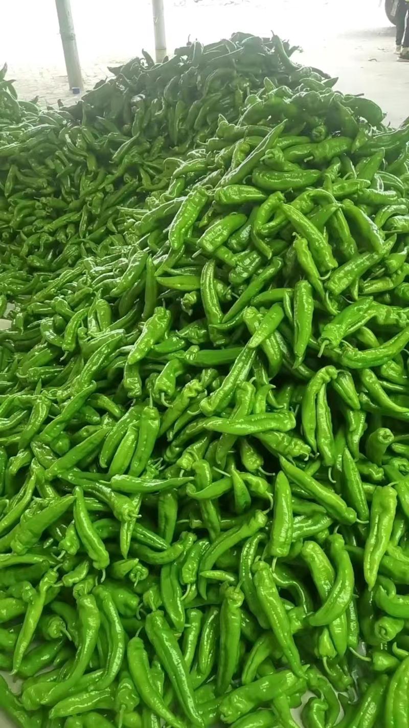 【陕西】精品牛角椒辣椒，大量上市，产地直发，价优欢迎致电